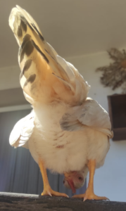 gallina